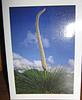 Grass Tree - small gift card