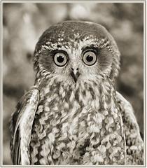 Boobok Owl