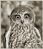 Boobok Owl
