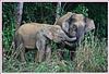 Pygmy Elephants, Sabah, Borneo
